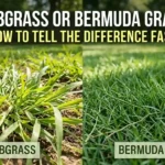 Crabgrass or Bermuda Grass